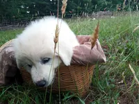 Alex, a male Great Pyrenees for sale in Hamptonville, NC – 4 of 5