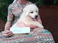 Anni, a female Great Pyrenees for sale in Hamptonville, NC – 4 of 7
