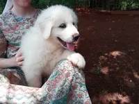 Anni, a female Great Pyrenees for sale in Hamptonville, NC – 2 of 7