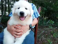 Henry, a male Great Pyrenees for sale in Hamptonville, NC – 2 of 8
