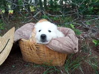 Henry, a male Great Pyrenees for sale in Hamptonville, NC – 8 of 8