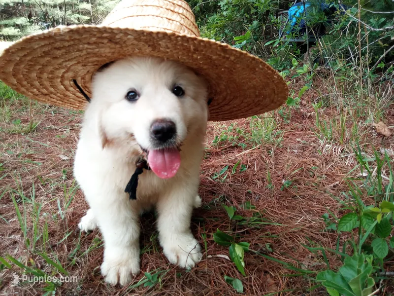 Johnny – Great Pyrenees puppy for sale in Hamptonville, NC