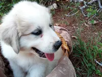 Ruthi, a female Great Pyrenees for sale in Hamptonville, NC – 2 of 7