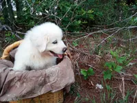 Elie, a female Great Pyrenees for sale in Hamptonville, NC – 5 of 6