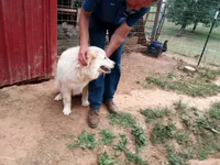 Milly Molly Mandy (Milly), a female Great Pyrenees for sale in Hamptonville, NC – 2 of 3