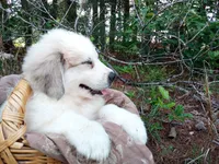 Ruthi, a female Great Pyrenees for sale in Hamptonville, NC – 7 of 7