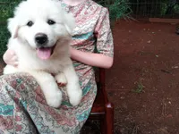 Anni, a female Great Pyrenees for sale in Hamptonville, NC – 5 of 7