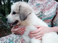Bonni, a female Great Pyrenees for sale in Hamptonville, NC – 10 of 10