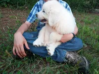 Alex, a male Great Pyrenees for sale in Hamptonville, NC – 3 of 5