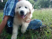Alex, a male Great Pyrenees for sale in Hamptonville, NC – 2 of 5