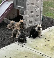 Blackee, a female Cane Corso for sale in Exeter, CA – Photo 3 of 3