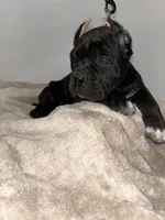 Blackee, a female Cane Corso for sale in Exeter, CA – Photo 2 of 3