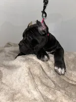 Blackee, a female Cane Corso for sale in Exeter, CA – Photo 1 of 3