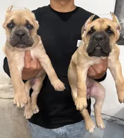 Formentino, a male Cane Corso for sale in Exeter, CA – Photo 1 of 2