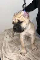 BiggBoy, a male Cane Corso for sale in Exeter, CA – Photo 2 of 3