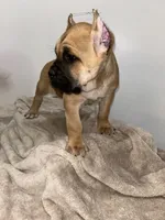 Fawn, a female Cane Corso for sale in Exeter, CA – Photo 2 of 3