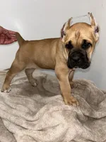 Fawn, a female Cane Corso for sale in Exeter, CA – Photo 3 of 3