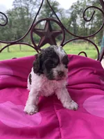 Julip , a female Cockapoo for sale in Rockdale, TX – 2 of 2