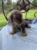 Churchhill, a male Cockapoo for sale in Rockdale, TX – 2 of 2