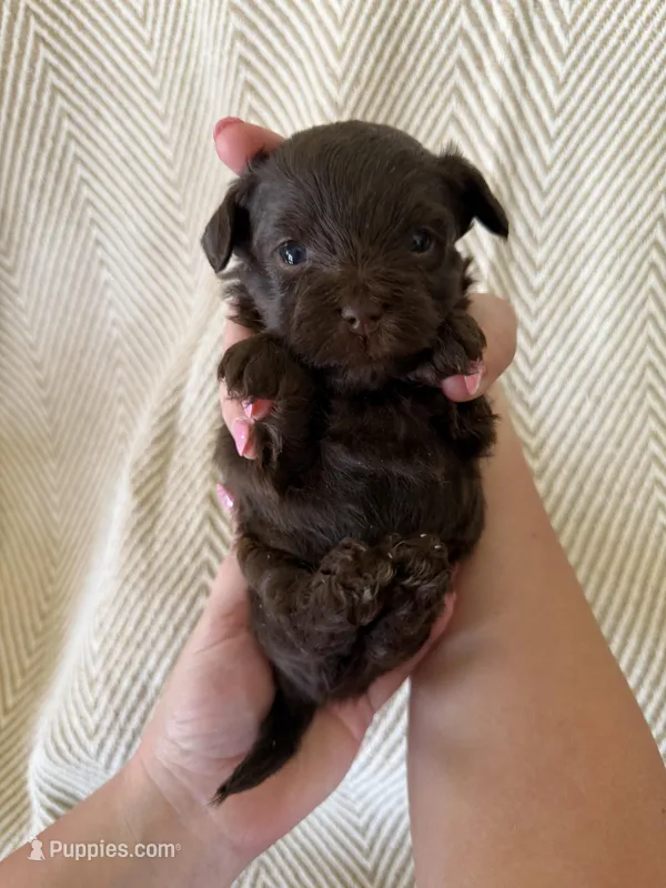 Daigle, a female Yorkipoo for sale in Rockdale, TX – Photo 1 of 3