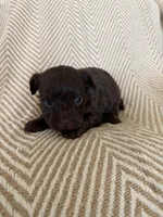 Daigle, a female Yorkipoo for sale in Rockdale, TX – Photo 2 of 3