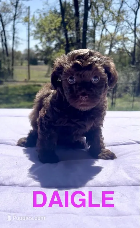 Daigle – Yorkipoo puppy for sale in Rockdale, TX