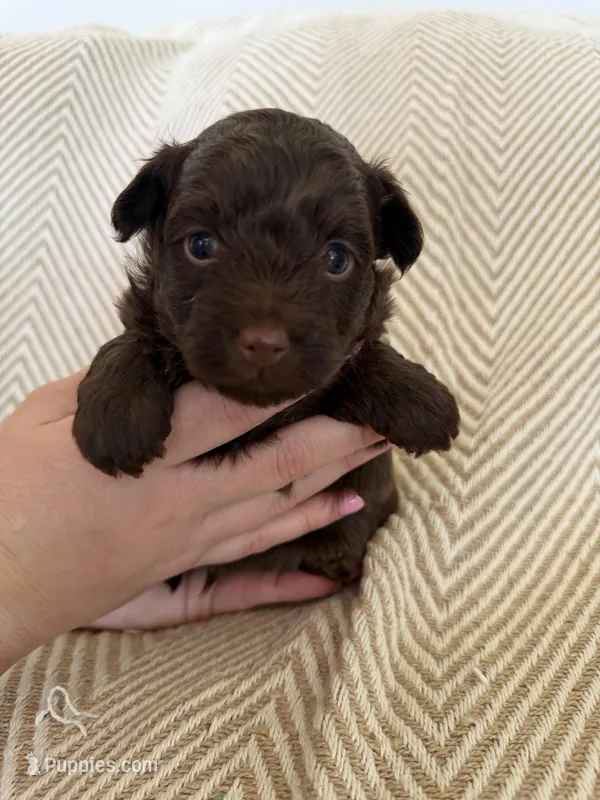 Bodie, a male Yorkipoo for sale in Rockdale, TX – Photo 1 of 3