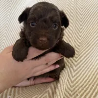 Bodie, a male Yorkipoo for sale in Rockdale, TX – Photo 2 of 6