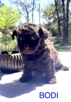 Bodie, a male Yorkipoo for sale in Rockdale, TX – Photo 1 of 6