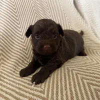 Bodie, a male Yorkipoo for sale in Rockdale, TX – Photo 4 of 6