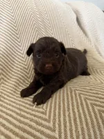 Bodie, a male Yorkipoo for sale in Rockdale, TX – Photo 3 of 3