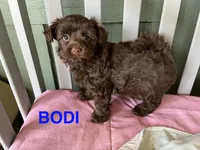 Bodie, a male Yorkipoo for sale in Rockdale, TX – Photo 6 of 6