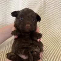 Bodie, a male Yorkipoo for sale in Rockdale, TX – Photo 3 of 6