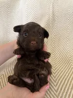 Bodie, a male Yorkipoo for sale in Rockdale, TX – Photo 2 of 3