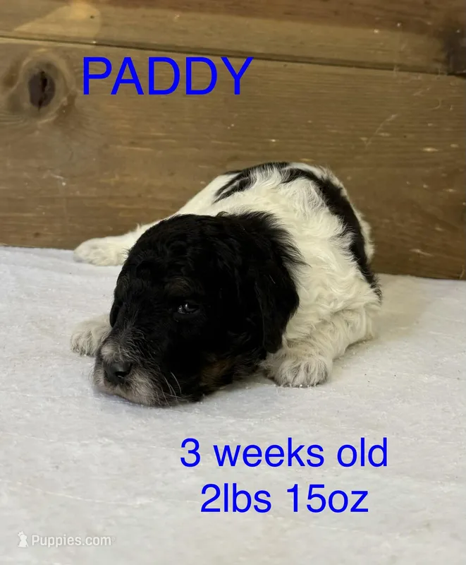 Paddy – Miniature Goldendoodle puppy for sale in Rockdale, TX