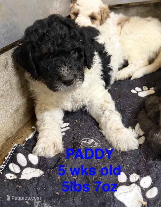 Paddy – Miniature Goldendoodle puppy for sale in Rockdale, TX