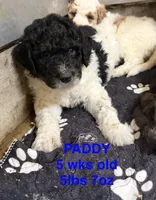 Paddy, a male Miniature Goldendoodle for sale in Rockdale, TX – 4 of 10