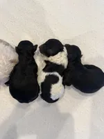 Paddy, a male Miniature Goldendoodle for sale in Rockdale, TX – Photo 6 of 10