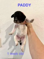 Paddy, a male Miniature Goldendoodle for sale in Rockdale, TX – Photo 2 of 10