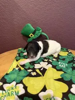 Paddy, a male Miniature Goldendoodle for sale in Rockdale, TX – Photo 8 of 10