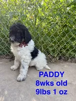 Paddy, a male Miniature Goldendoodle for sale in Rockdale, TX – 2 of 10