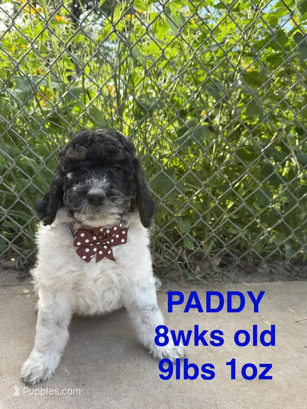 Paddy – Miniature Goldendoodle puppy for sale in Rockdale, TX