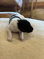 Paddy, a male Miniature Goldendoodle for sale in Rockdale, TX – Photo 5 of 10