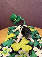 Paddy, a male Miniature Goldendoodle for sale in Rockdale, TX – Photo 7 of 10