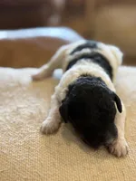 Paddy, a male Miniature Goldendoodle for sale in Rockdale, TX – Photo 4 of 10