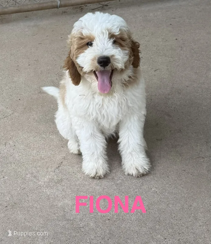 Fiona – Miniature Goldendoodle puppy for sale in Rockdale, TX