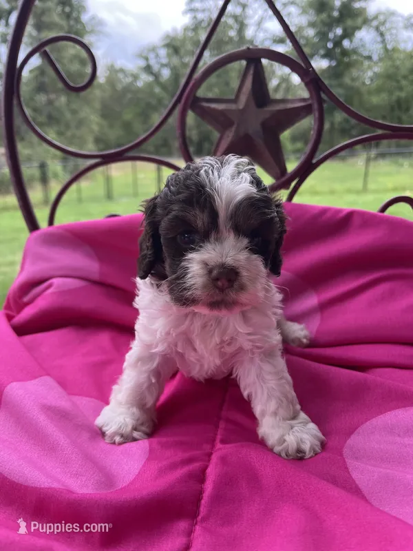 Julip  – Cockapoo puppy for sale in Rockdale, TX