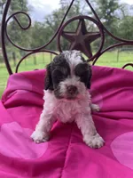 Julip , a female Cockapoo for sale in Rockdale, TX – 1 of 2