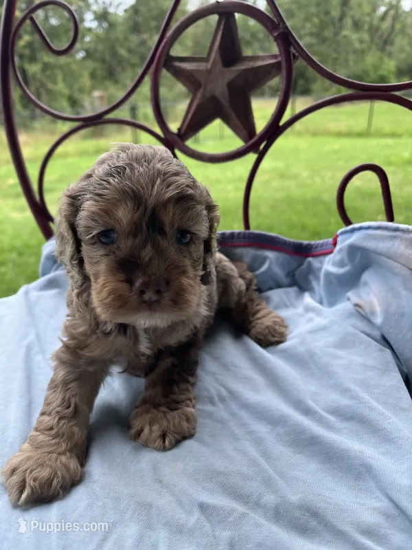 Churchhill – Cockapoo puppy for sale in Rockdale, TX