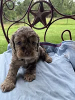 Churchhill, a male Cockapoo for sale in Rockdale, TX – 1 of 2